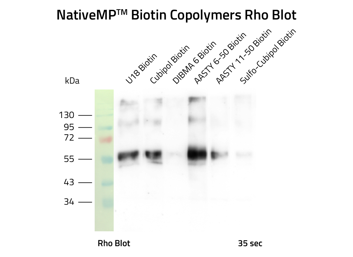 NativeMP Biotin Copolymers Rho Blot